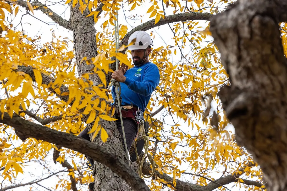 Skilled Tree Transplanting crew working in Ambler