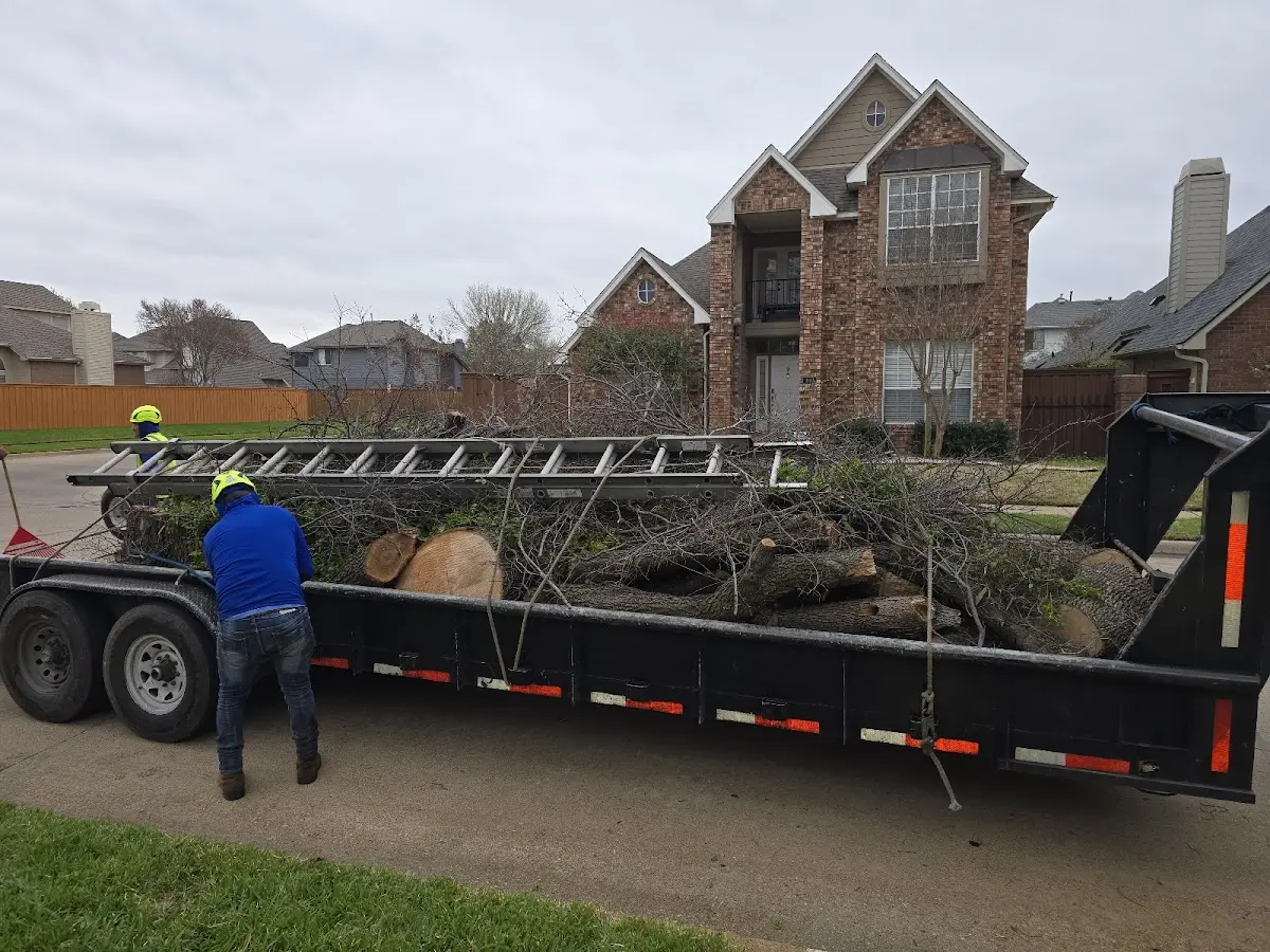 Expert Deadwooding with proper safety equipment in Ambler